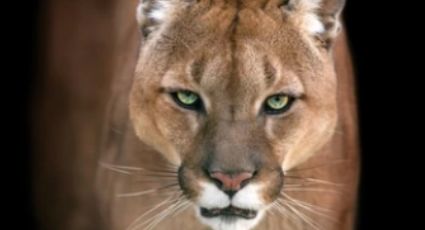 ¡Impactante! Madre salva a su hijo de 5 años al darle 'puñetazos' a un puma en California