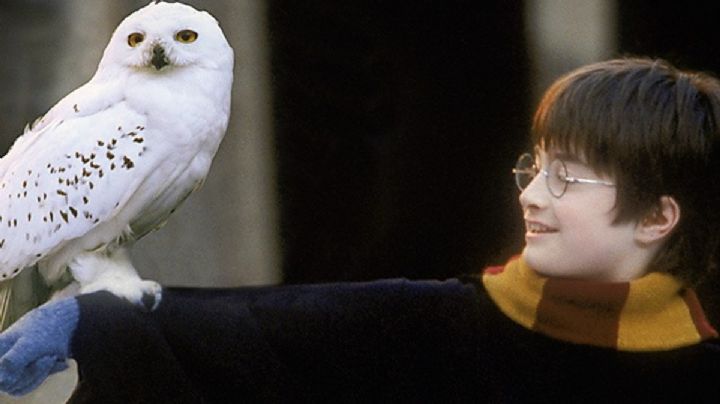 ¡Prepara tu varita! HBO planea una serie de Harry Potter muy apegada a los LIBROS y más grande que las películas