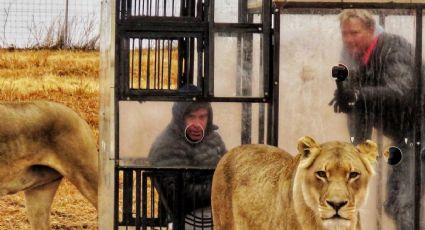 Zoológico inverso: Encierran a VISITANTES en jaulas para que los leones los "vean" (FOTOS)