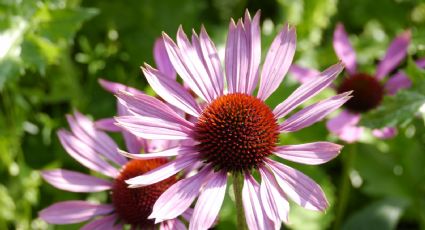 Equinácea purpúrea, la FLOR que indígenas utilizaron por DÉCADAS y podría combatir el Covid-19; esto sabemos