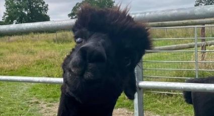 ¿Qué hizo? Condenan a MUERTE a ALPACA y su dueña junta 80 mil firmas para salvarla