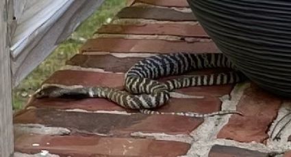 Joven se declara CULPABLE luego de que se le escapó una COBRA y causó terror en vecindario en EU