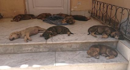 Ejército de EU niega ABANDONO de perritos en Afganistán; aseguran que 'lomitos' olvidados en jaulas son de asociación