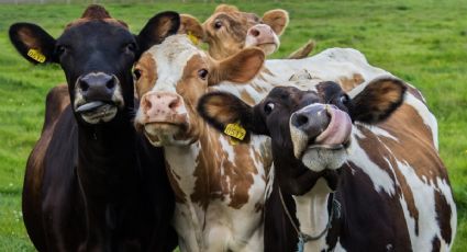 ¡Increíble! Vaca dentro de un auto se forma en la fila de un McDonald’s en Wisconsin: VIDEO