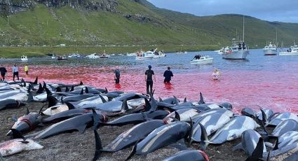 ¡No aprendemos! Revelan MATANZA de MIL 500 delfines en isla de esta región