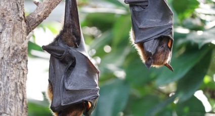 Virus Nipah: ¿Cuáles son los SÍNTOMAS de esta infección mortal?