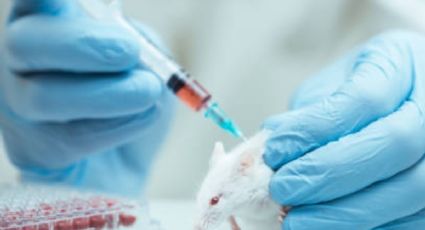 ¡Buenas noticias! Nueva vacuna vs COVID-19 probada en ratones muestra eficacia contra las variantes