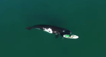 ¡Asombroso! Una ballena juega con una mujer en kayak en pleno mar abierto: VIDEO VIRAL