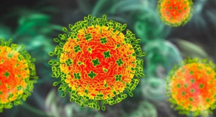 Virus Nipah: ¿Qué es, cómo se transmite y cuáles son los síntomas?