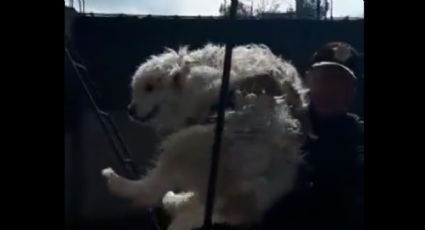 Policías rescatan a perrito de las inundaciones en Hidalgo: VIDEO