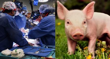 ¡Histórico! Realizan el PRIMER trasplante de corazón de cerdo a un HUMANO: FOTOS