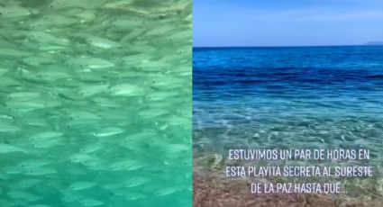 ¿Señal del fin del mundo? Captan a peces que "huían" del mar: VIDEO VIRAL