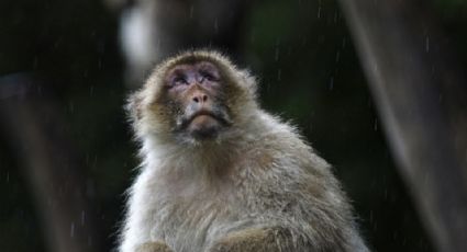 ¡Cuidado! Autoridades piden alejarse de mono de laboratorio suelto tras choque en Pensilvania