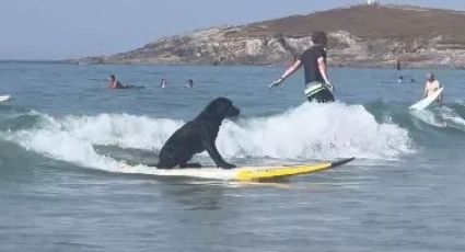Perrito surfista conquista a bañistas al mostrar su dominio sobre las olas: VIDEO VIRAL