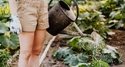 ¿Señora de las plantas? Estos son los 6 beneficios de tenerlas en casa