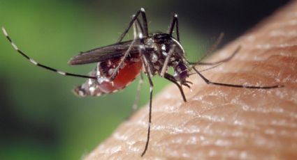 ¿Te persiguen los mosquitos? La ciencia descubre cuál es el olor humano que más los atrae