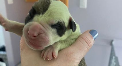 Ella es Fiona, la perrita bulldog que nació con el pelo color verde | FOTOS