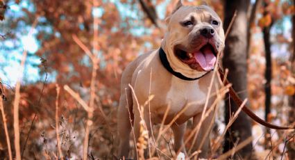 Dos niños murieron luego del ataque de perros pitbull en Tennessee