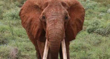 Muere de vejez la elefanta con colmillos más grande en África |Videos