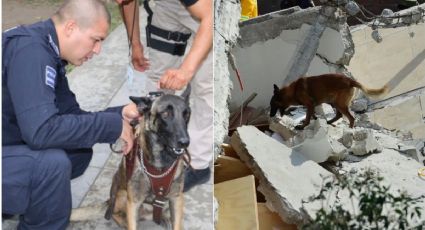 ¡Adiós, Laika! Muere la perrita rescatista que halló a 8 personas entre los escombros del sismo de 2017 en México