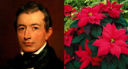 ¿Nochebuena o Poinsettia? La historia del embajador de EU al que acusan de "robar" la flor mexicana