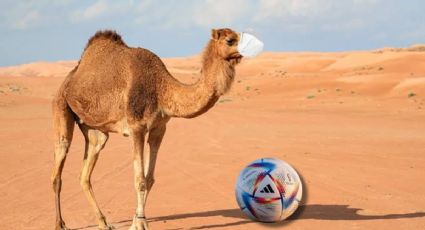 Virus del camello: qué es y cuáles son los síntomas de la enfermedad que causa alerta en Qatar