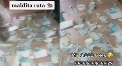 Rata deja sin ahorros a mujer; se "comió" sus 15 mil pesos
