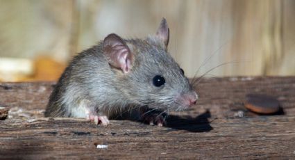 Nueva York busca exterminador de ratas con "instinto asesino"; este es el sueldo que ofrece