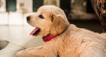 Pasajero intentó viajar con su perro en la maleta, pero ¡así lo descubrieron!