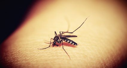 ¡Deja que te piquen los mosquitos! Así ayudan a científicos a detectar infecciones