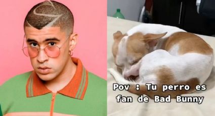 ¡Justo en el cora! Perrito escucha canción de Bad Bunny y su tierna reacción se hace viral: VIDEO