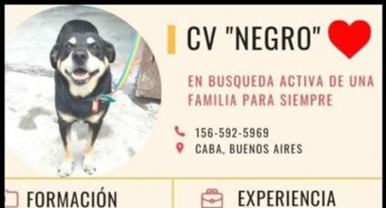 ¿Lo adoptarías? Perrito se hace viral por publicar su CV para encontrar un hogar