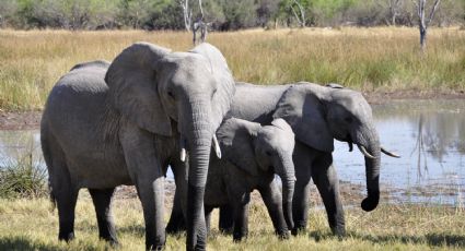 ¿Al borde de la extinción? Cazadores matan a 19 elefantes en Etiopía