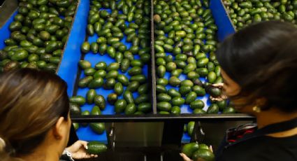 EU reanuda importación de aguacate mexicano tras amenazas del crimen organizado