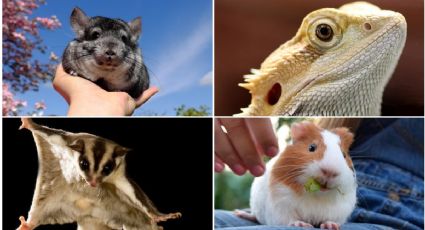 Día Nacional de la Mascota: El animal más popular en cada estado de EU (sin contar perros y gatos)