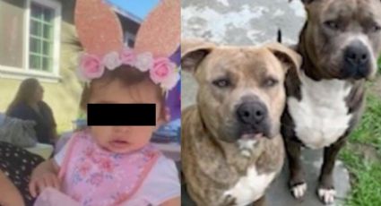 “Era mi hija o el perro”: Madre apuñala al animal para salvar a su bebé del ataque