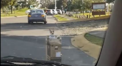 ¡Desalmado! Hombre abandona perrito, lo descubren y el karma hace lo suyo: VIDEO VIRAL