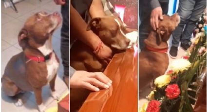 Perrito se da cuenta que murió su dueña y su triste reacción en el FUNERAL conmueve las redes: VIDEO