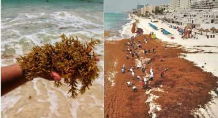 Libres de sargazo: ¿cuáles son las playas de Cancún y Quintana Roo sin presencia de esta alga?