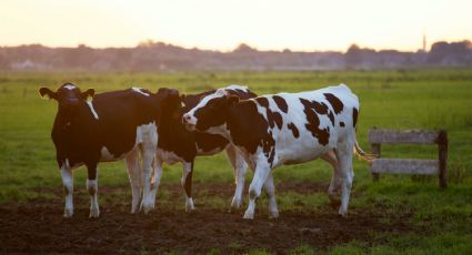 Vaca aparece en el campo y persigue a chica con su mismo LOOK en picnic: VIDEO VIRAL