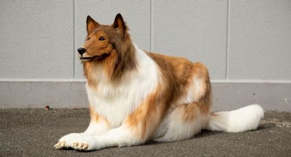 Hombre japonés gastó una FORTUNA para cumplir su sueño: convertirse en perro (VIDEO VIRAL)