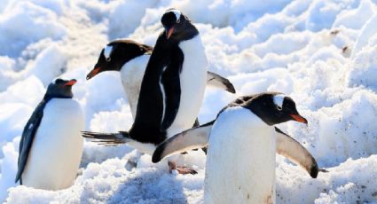 ¿Eres 'team frío'? Abren vacantes para contar pingüinos en la Antártida por hasta 46 mil pesos al mes