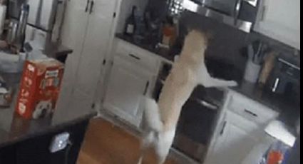 ¿Intentaba cocinar? Un perro incendió la casa de sus dueños al acercarse a la estufa: VIDEO