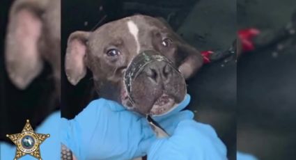 "No tiene corazón": Arrestan a hombre tras atar las patas y el hocico de su perro con cinta adhesiva (VIDEO)