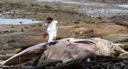 Ballena de más de 3 toneladas y en avanzado estado de descomposición apareció en Panamá: FOTOS