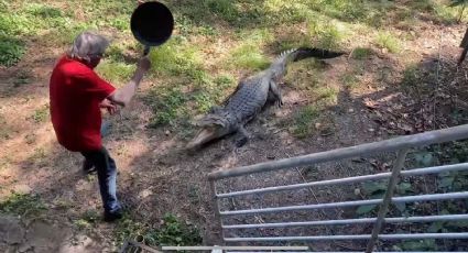 ¡Sencillo pero efectivo! Hombre enfrentó a un cocodrilo con una sartén y ganó: VIDEO VIRAL