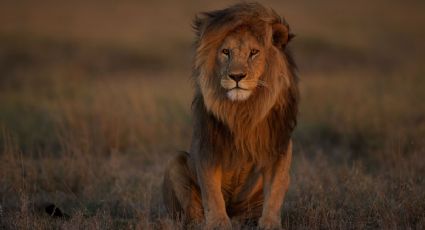 Especies en riesgo: 12 animales en peligro de extinción en África y qué hacer para protegerlos
