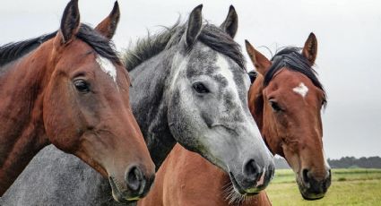 ¡De terror! Mataban a caballos y usaban su carne para hamburguesas en Argentina