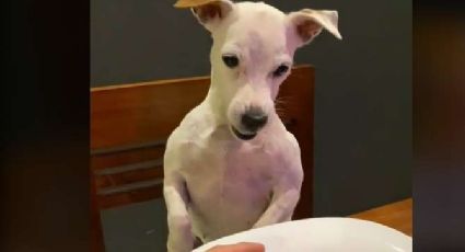 Perrito se enoja al ver que su hamburguesa es más chiquita que la de su dueño y se hace viral: VIDEO