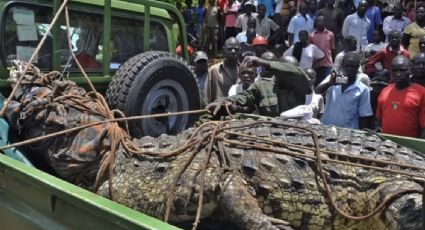 Osama: el enorme cocodrilo de 5 metros acusado de comerse a 80 personas durante 14 años en Uganda